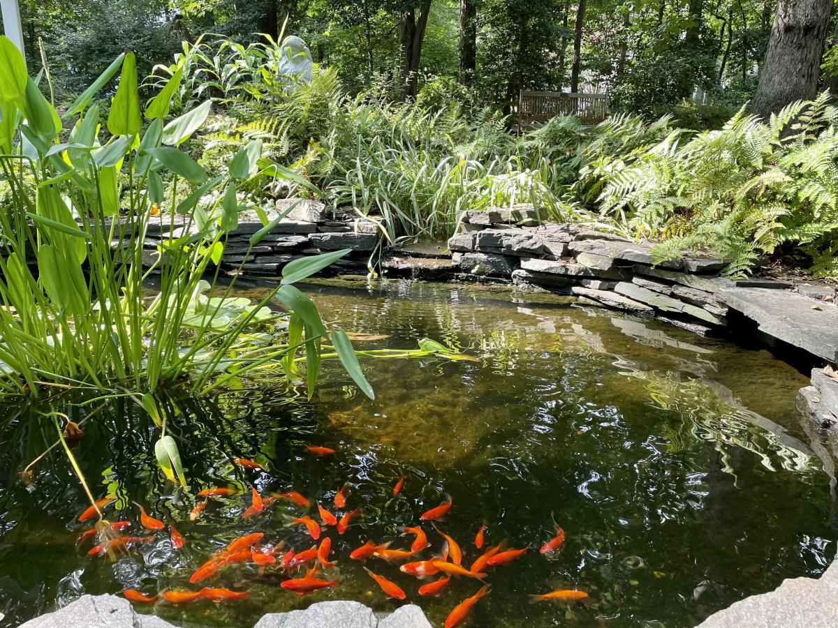Goldfish Pond
